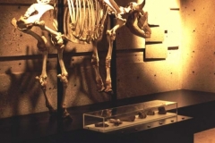 Head Smashed in Buffalo Jump Animal Skeleton